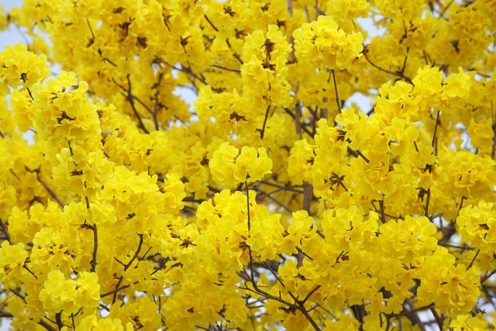 Flowers in Bloom and Photo Shoots