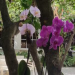 orchid landscaping south florida