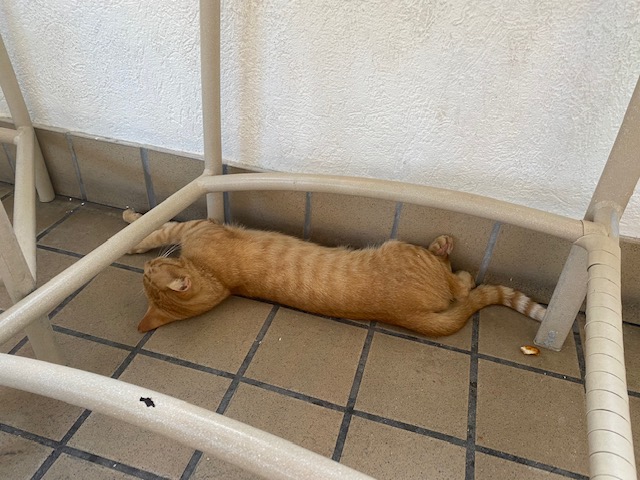 Sam the Resort Cat
