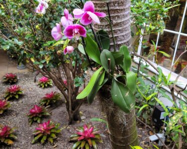 Orchid Landscaping